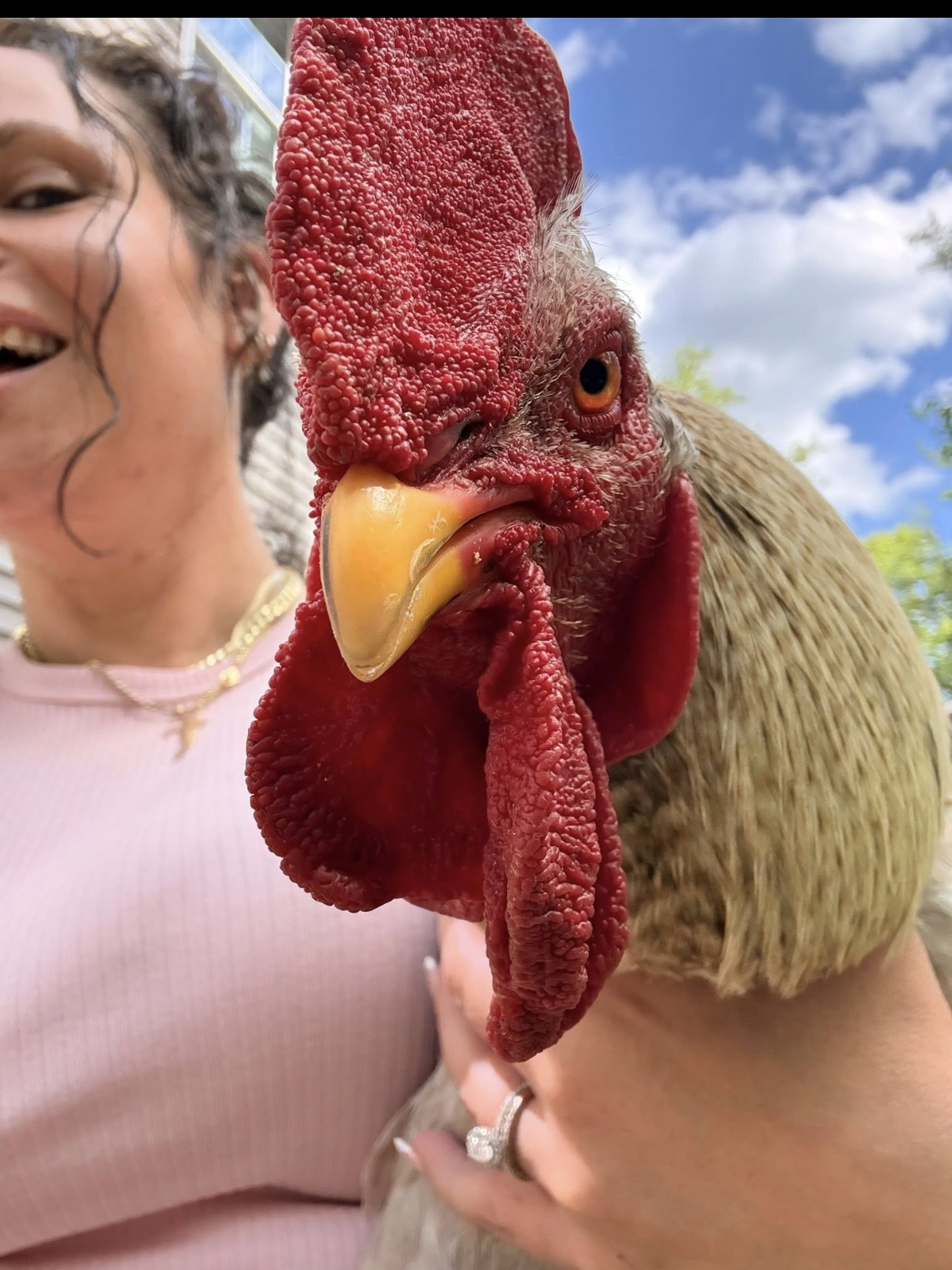 A rescued rooster being gently held at Tricia's Haven