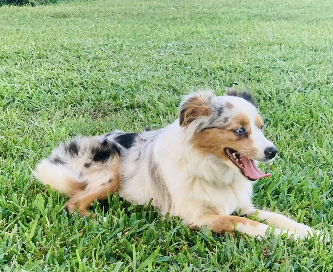 Panda, a Mini Australian Shepherd
